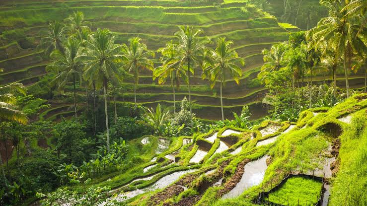 Terasering Persawahan di Ubud